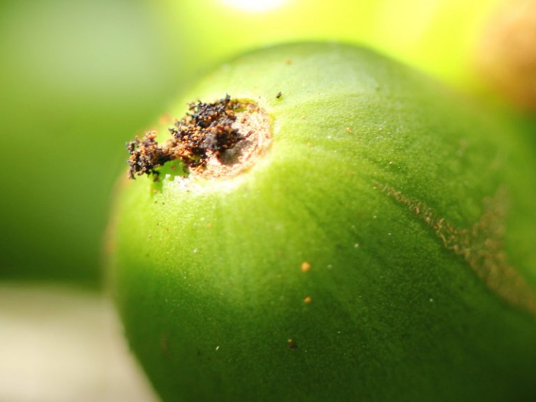 Broca del café - Invesa - La Compañía Amiga