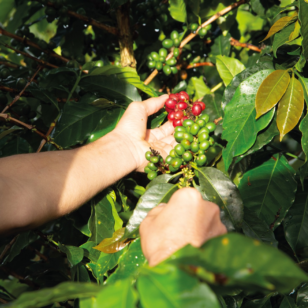 Una Compañía ejemplo en Colombia. - Invesa - La Compañía Amiga