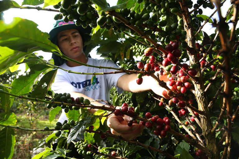 Insecticidas para control de la broca del café y manejo integrado - Invesa