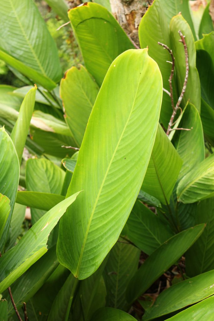 Bijao Invesa La Compañía Amiga
